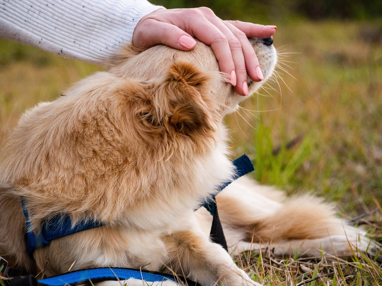 Cane marrone in posizione distesa sul divano con occhi socchiusi, orecchie naturali e lingua leggermente fuori della bocca, espressione serena e rilassata