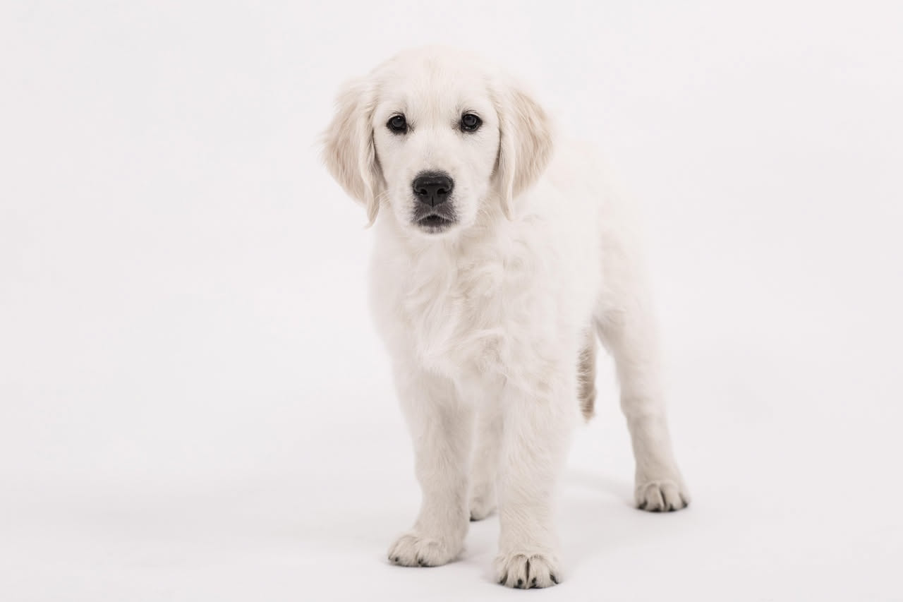 Quali sono le taglie del cane: la guida