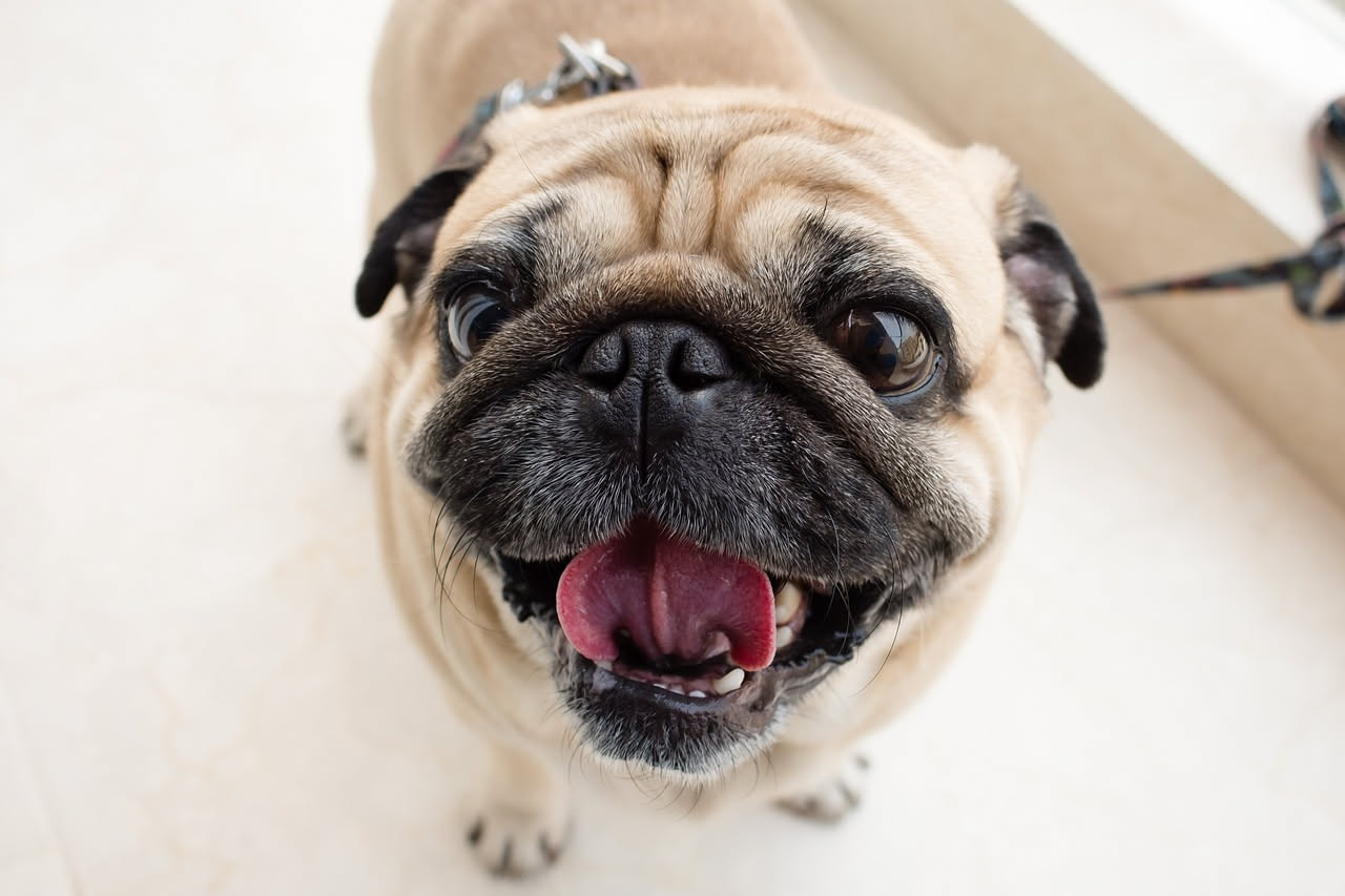Quando cadono i denti da latte del cucciolo: la guida