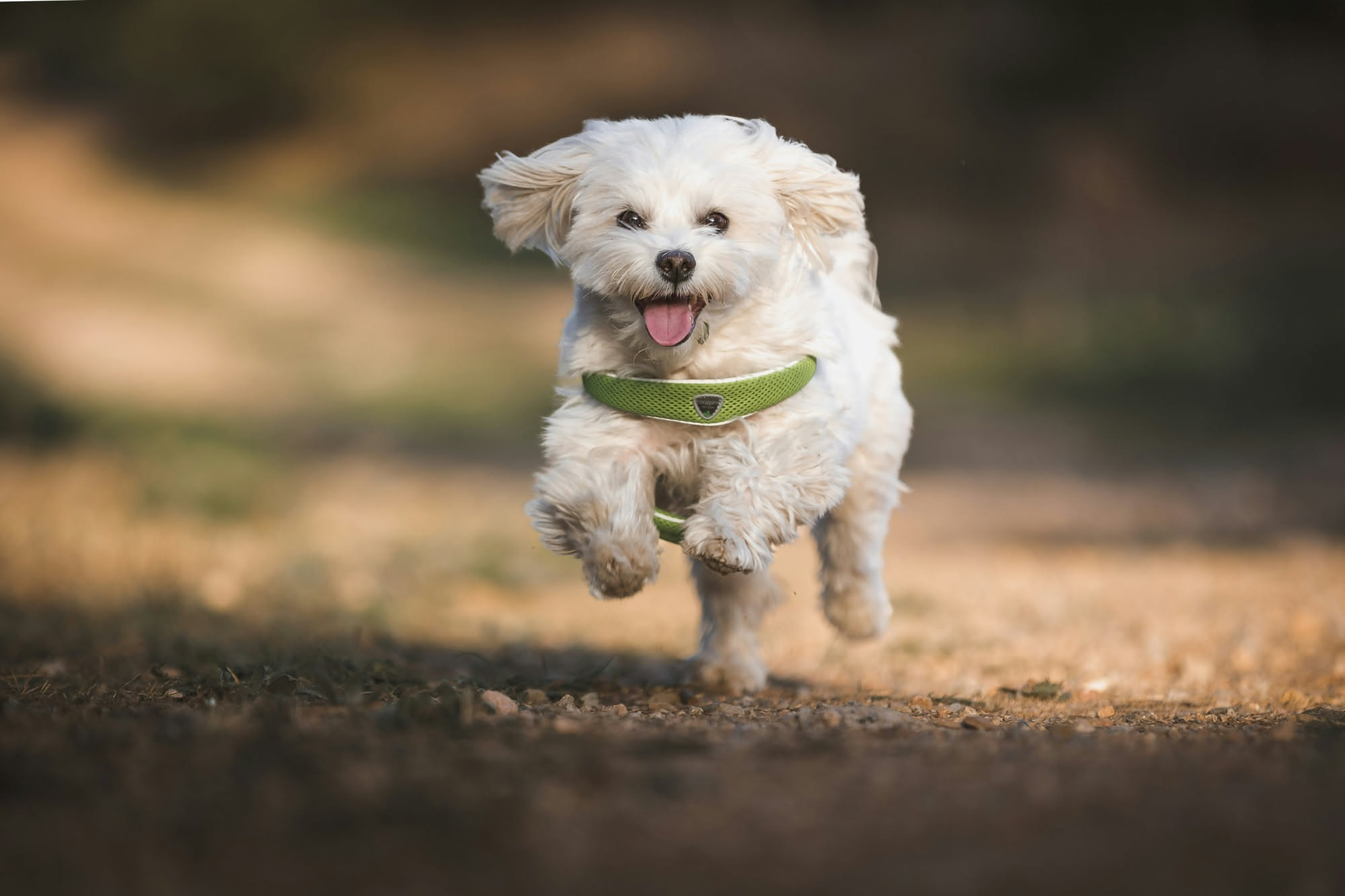 Cane bianco e nero che disteso appare sofferente con sguardo preoccupato, sfondo sfuocato di una stanza domestica