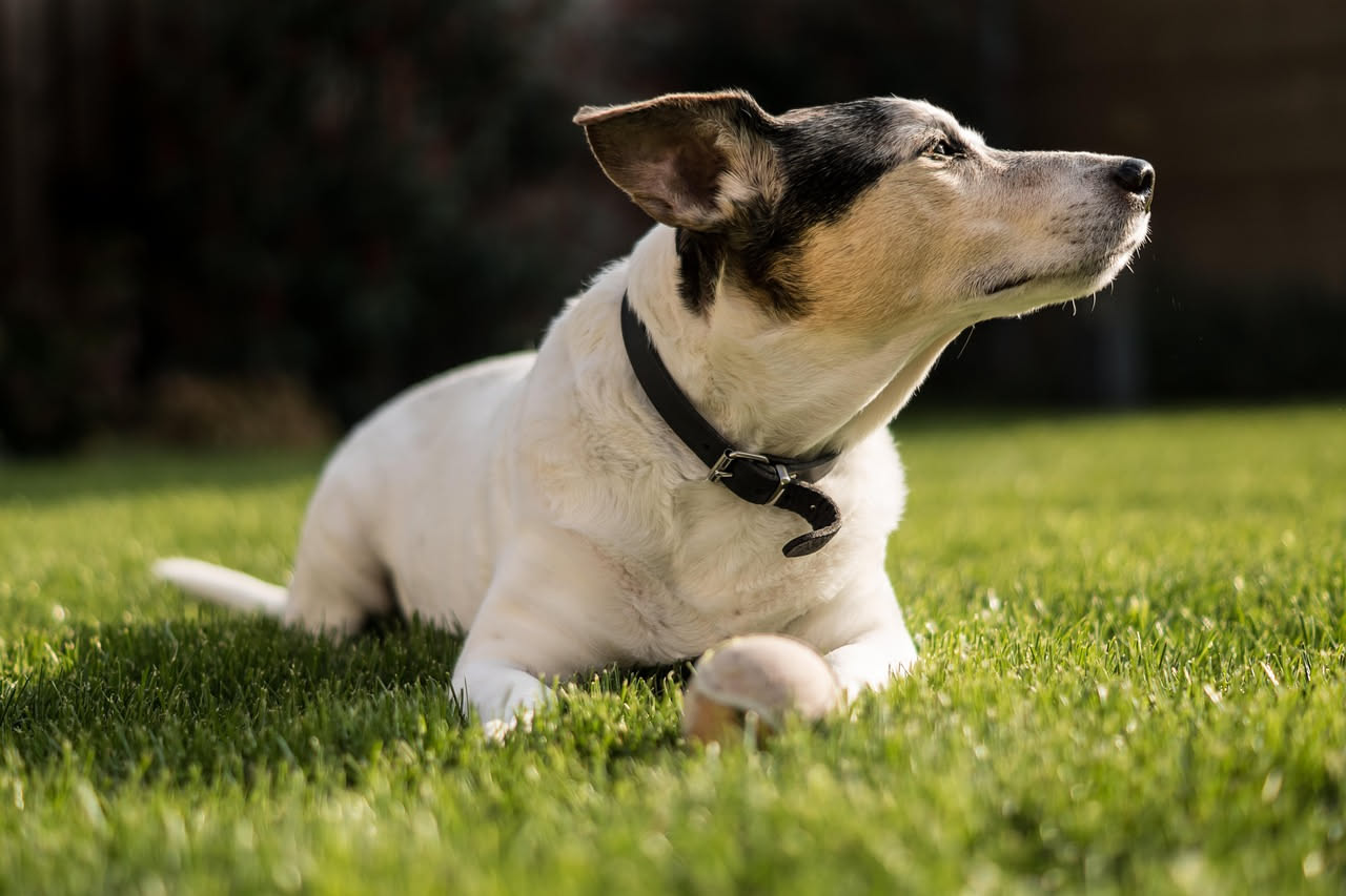 Quanto tempo e spazio serve per un cane: la guida