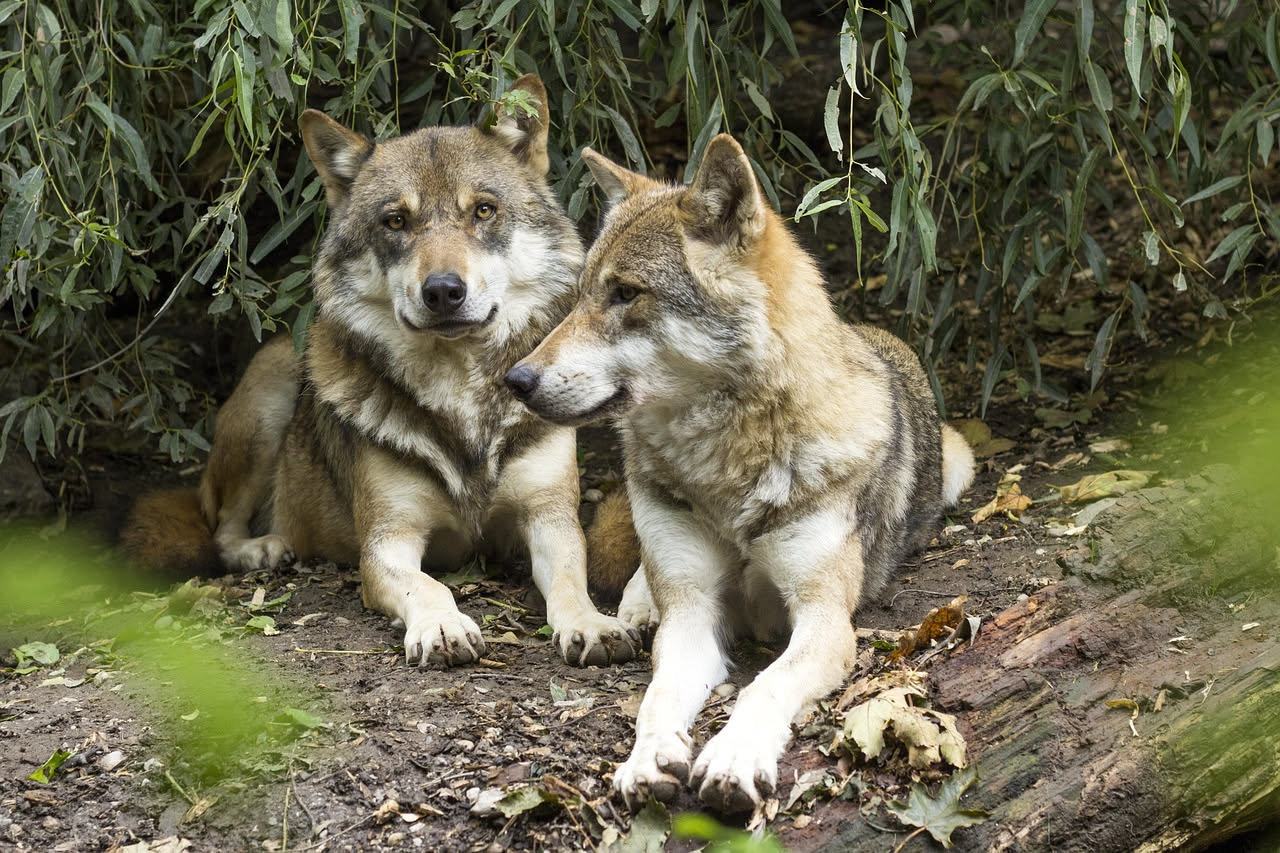 Quanto è vicino il cane al lupo: cosa dice il DNA