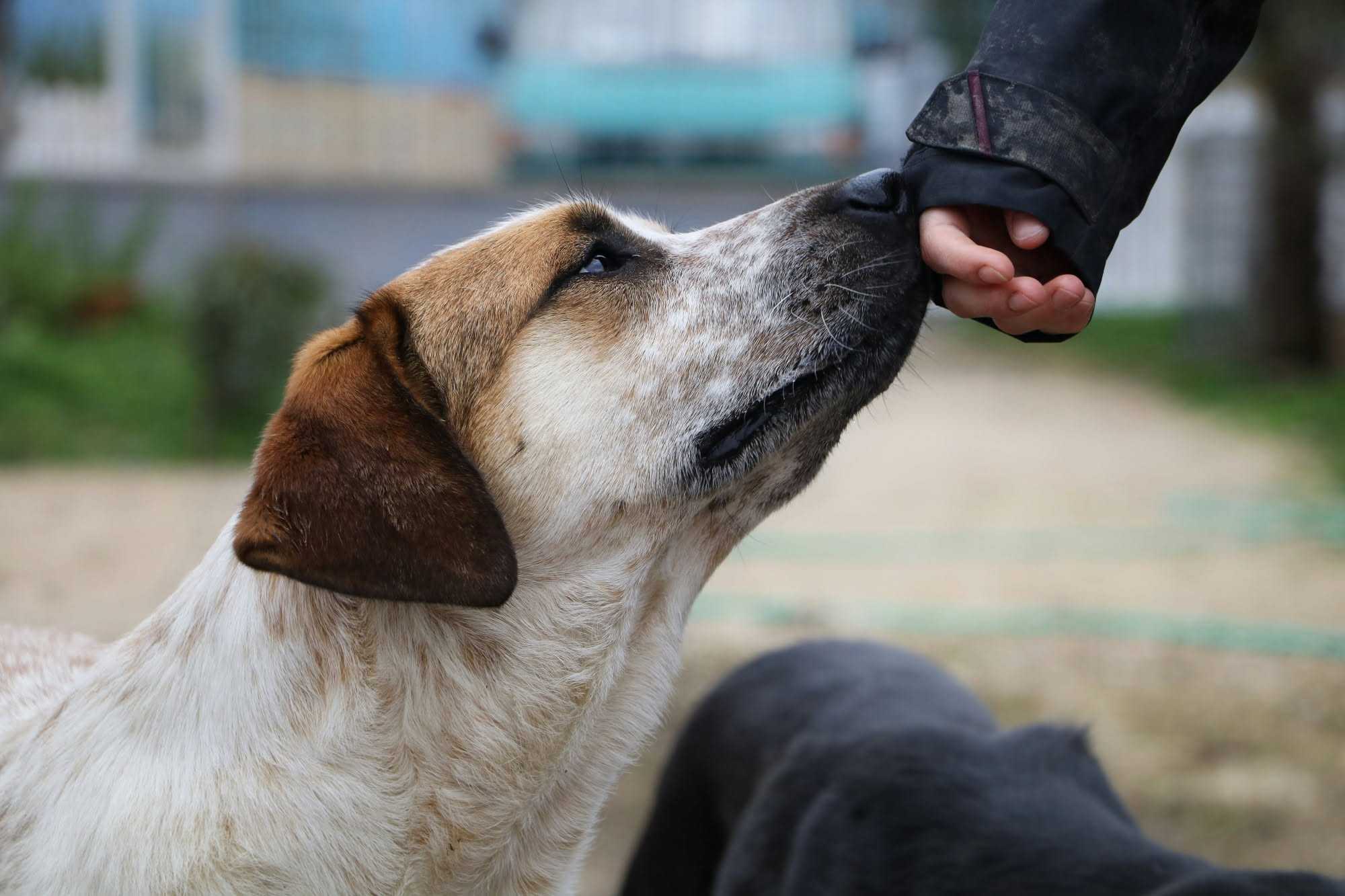 Persona che passeggia con un cane di canile fuori dal cancello in una giornata di settembre