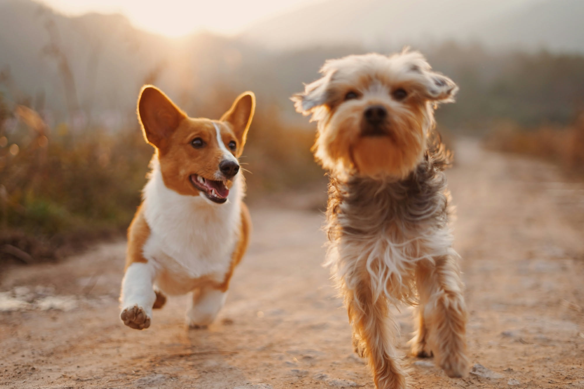 Gruppo di cani che giocano in uno spazio recintato
