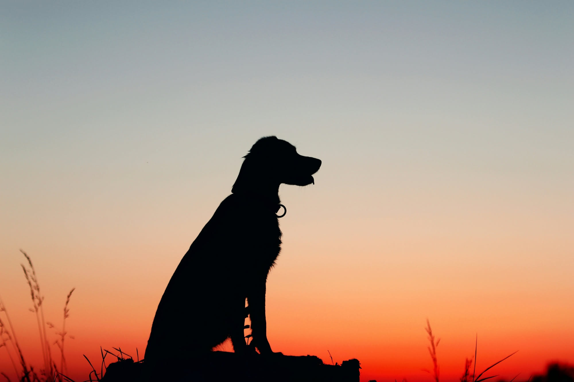 Cane con pettorina catarifrangente e luce a led al guinzaglio su un marciapiede di sera