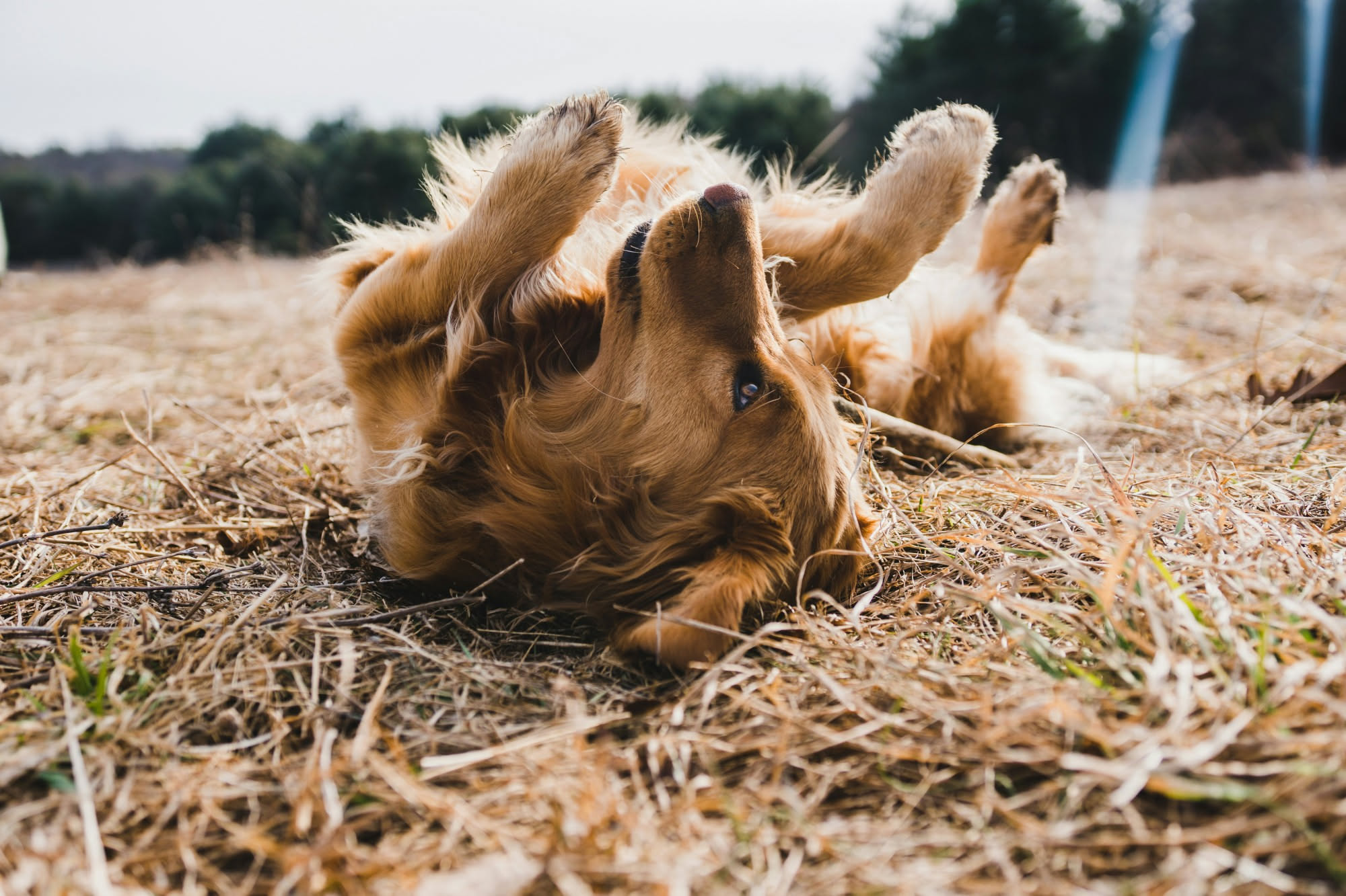 Cane che dorme raggomitolato su una cuccia rialzata in una cucina con la luce bassa di settembre
