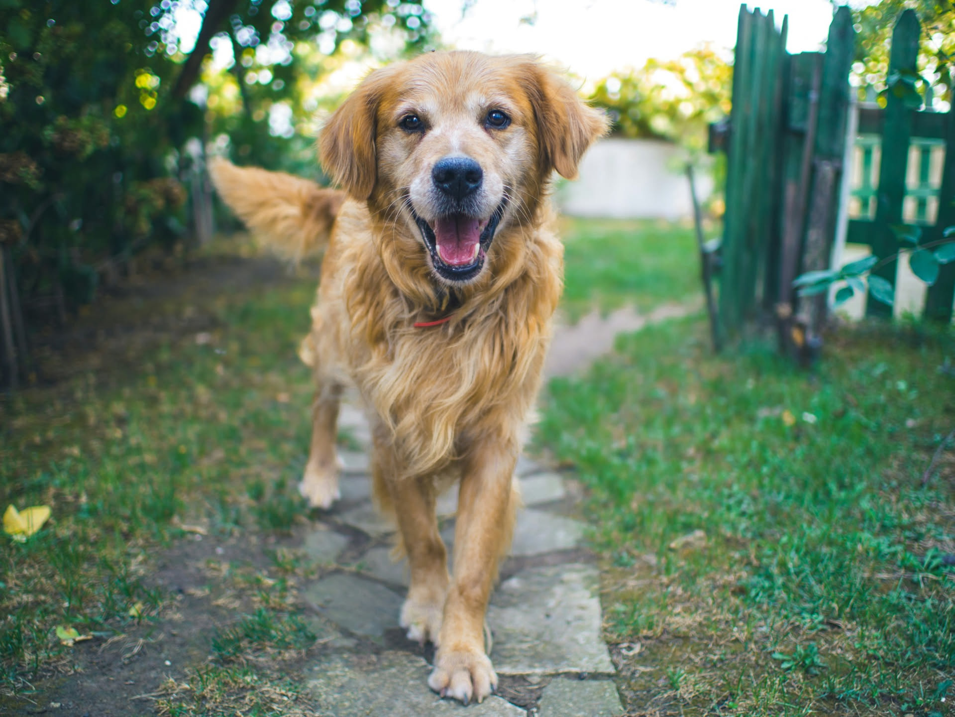 Cane anziano: salute, alimentazione, movimento e qualità della vita