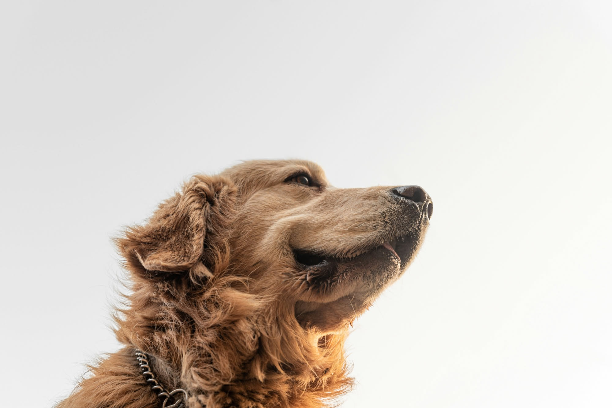 Ciotola con cibo liofilizzato per cani accanto a un bicchiere di acqua per reidratarlo