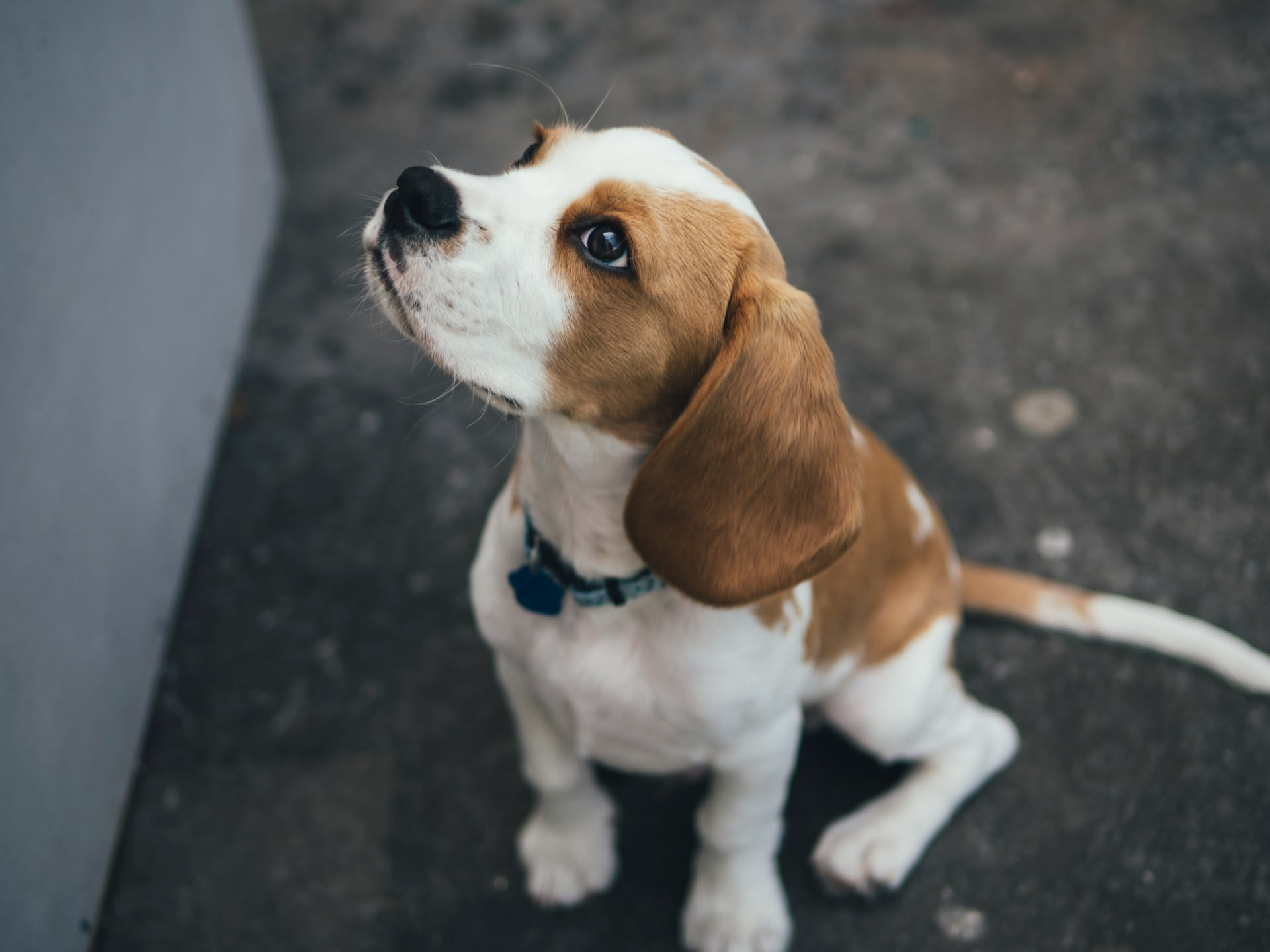 Ciotola per cani con bilancia integrata accanto a un telefono con l'applicazione aperta