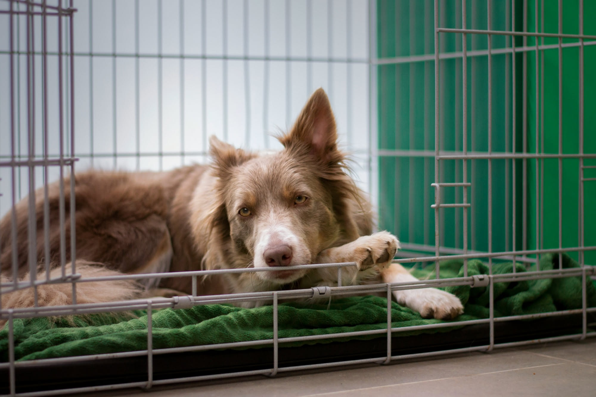 Cane sdraiato rilassato nella sua cuccia in soggiorno