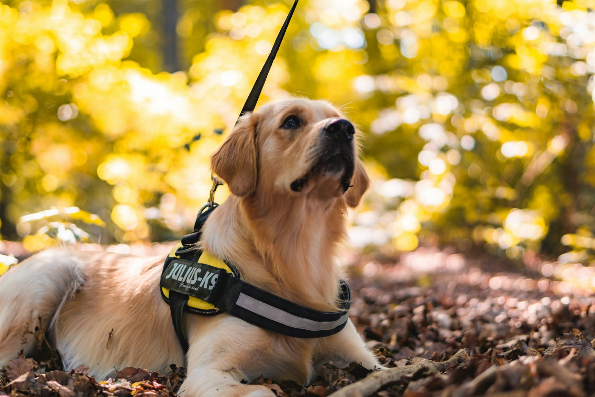 Cane al guinzaglio che cammina accanto al proprietario con il guinzaglio lento