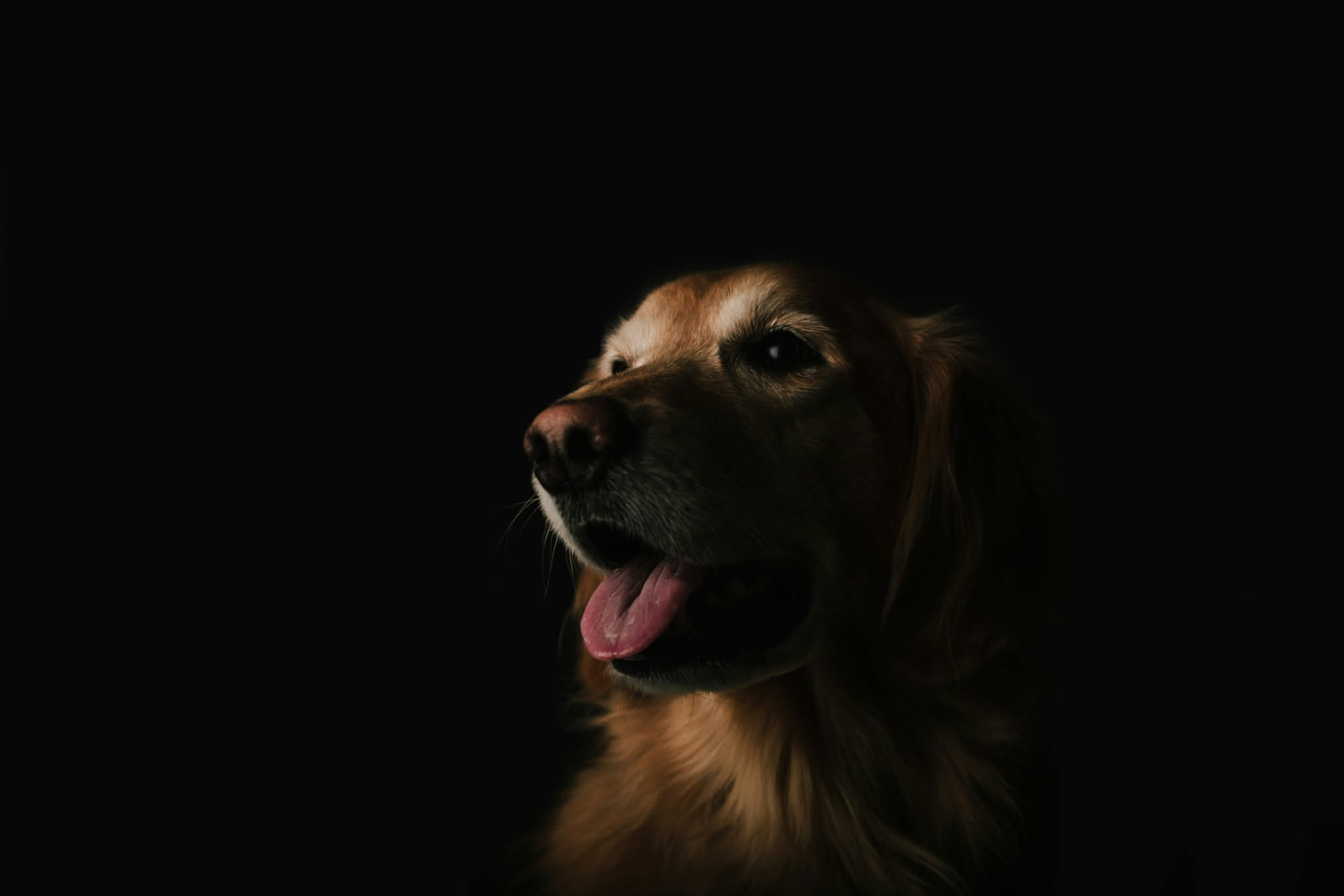 Cane che abbaia di notte verso una finestra buia