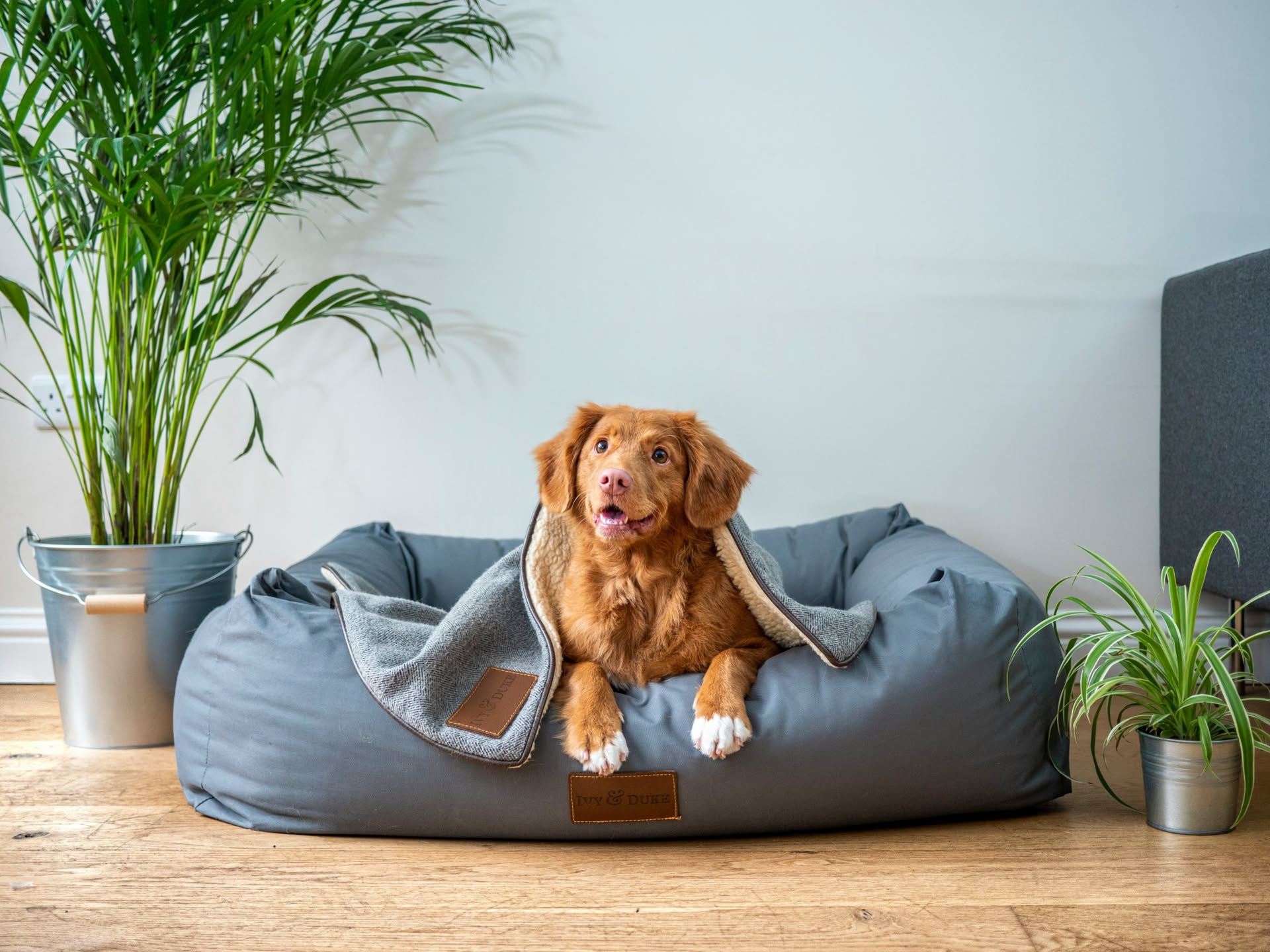 Cane che dorme nella sua cuccia in un salotto