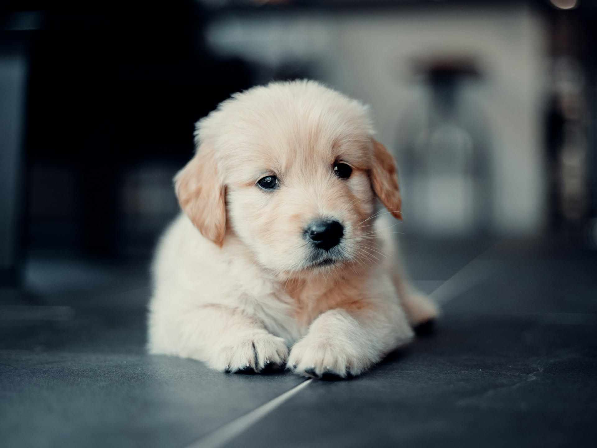 Cucciolo di cane: guida completa dall’arrivo a casa al primo anno