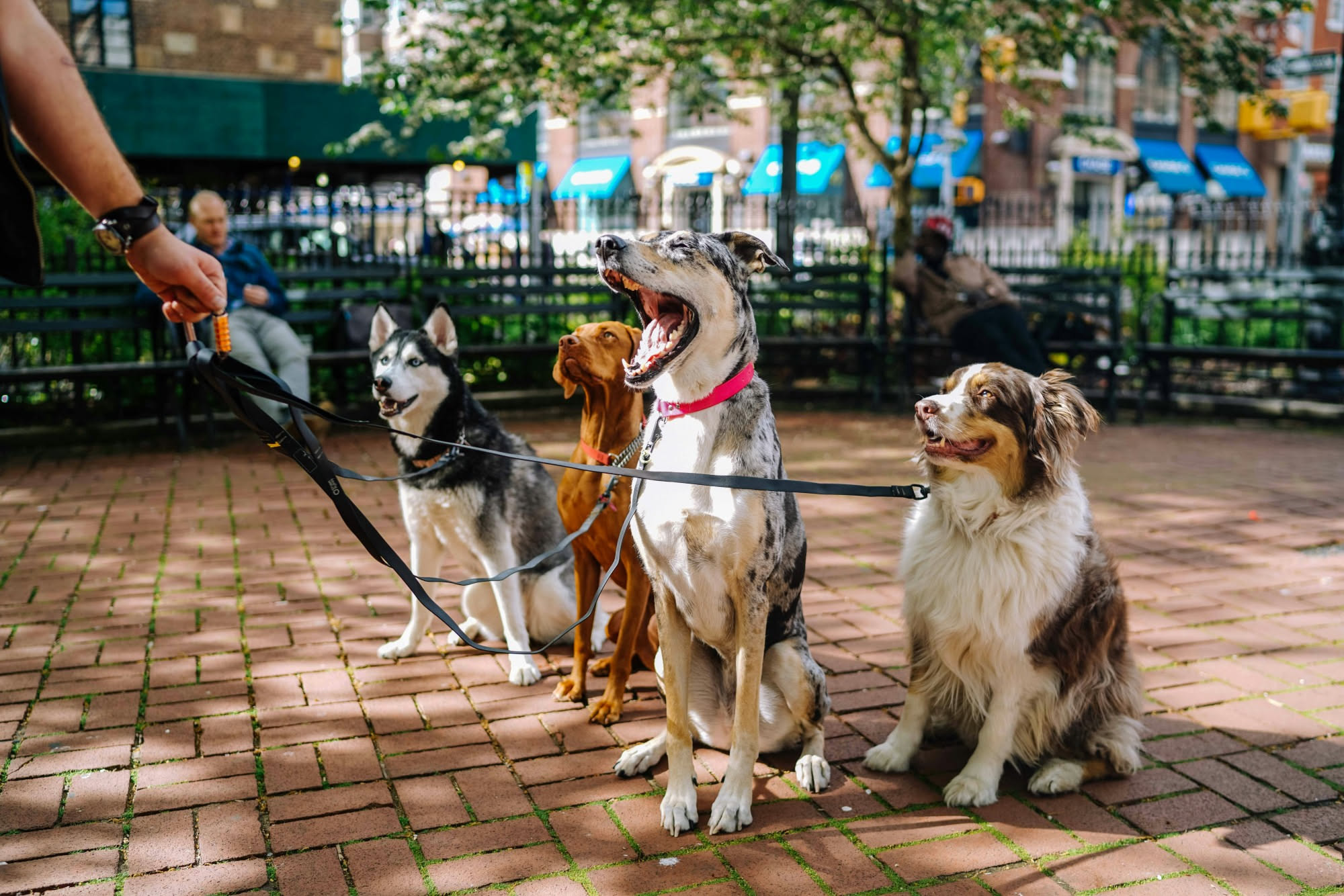 Persona che tiene al guinzaglio un cane in un parco cittadino