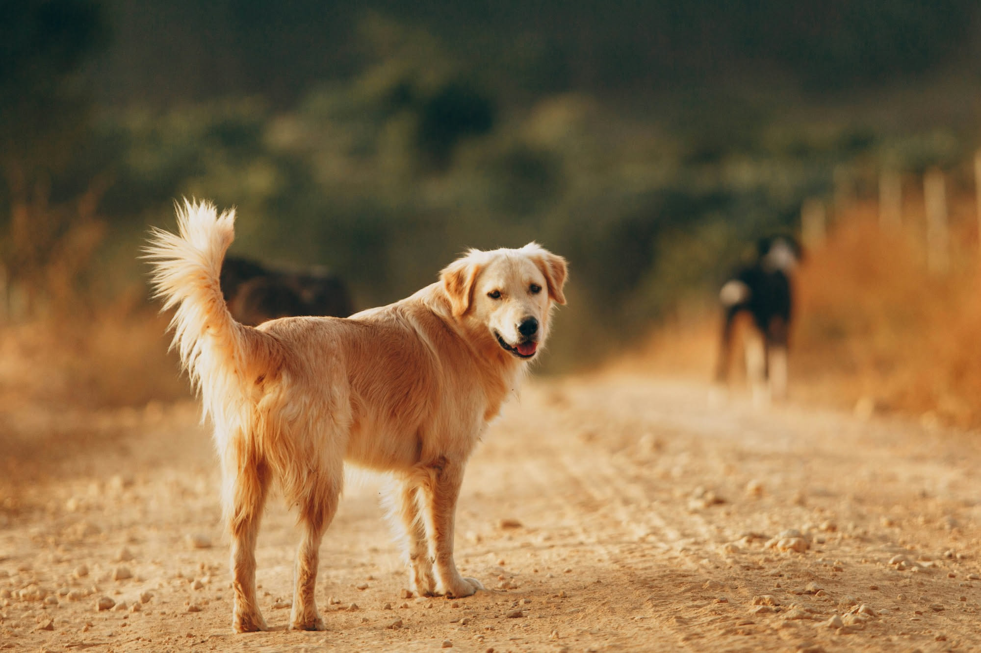 Mano che apre le dita della zampa di un cane per cercare una spiga di forasacco