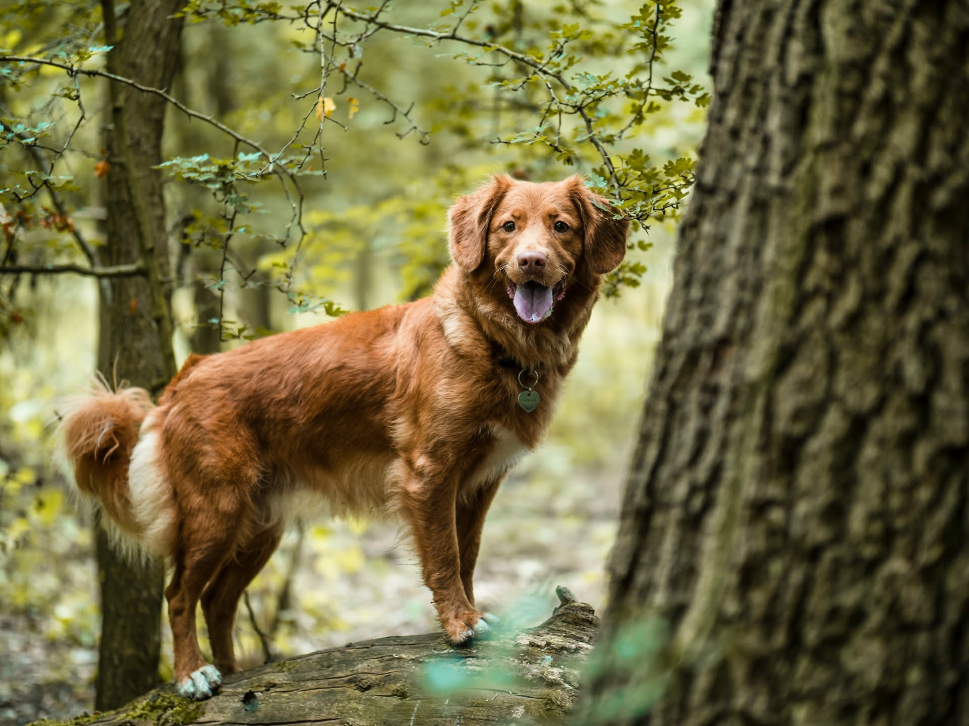Ghiande cadute sull'erba sotto una quercia con un cane al guinzaglio che le annusa