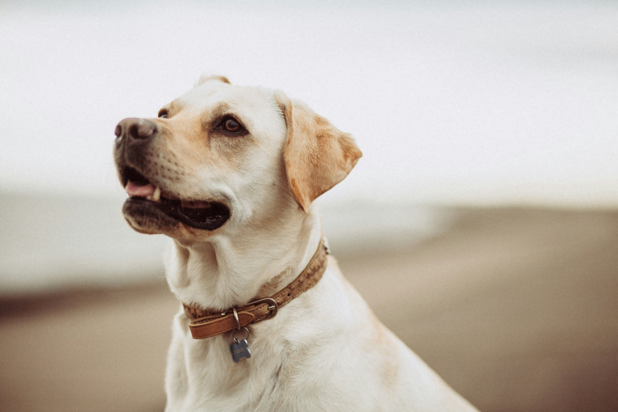 Cane con un localizzatore gps sul collare in un prato