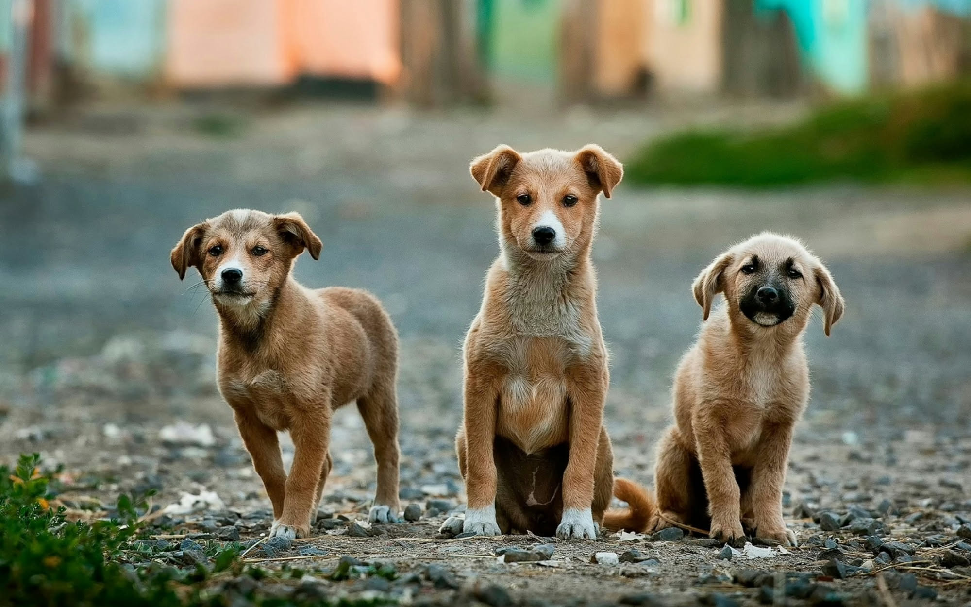 Cane con il collare repellente sdraiato in casa la sera con la zanzariera chiusa