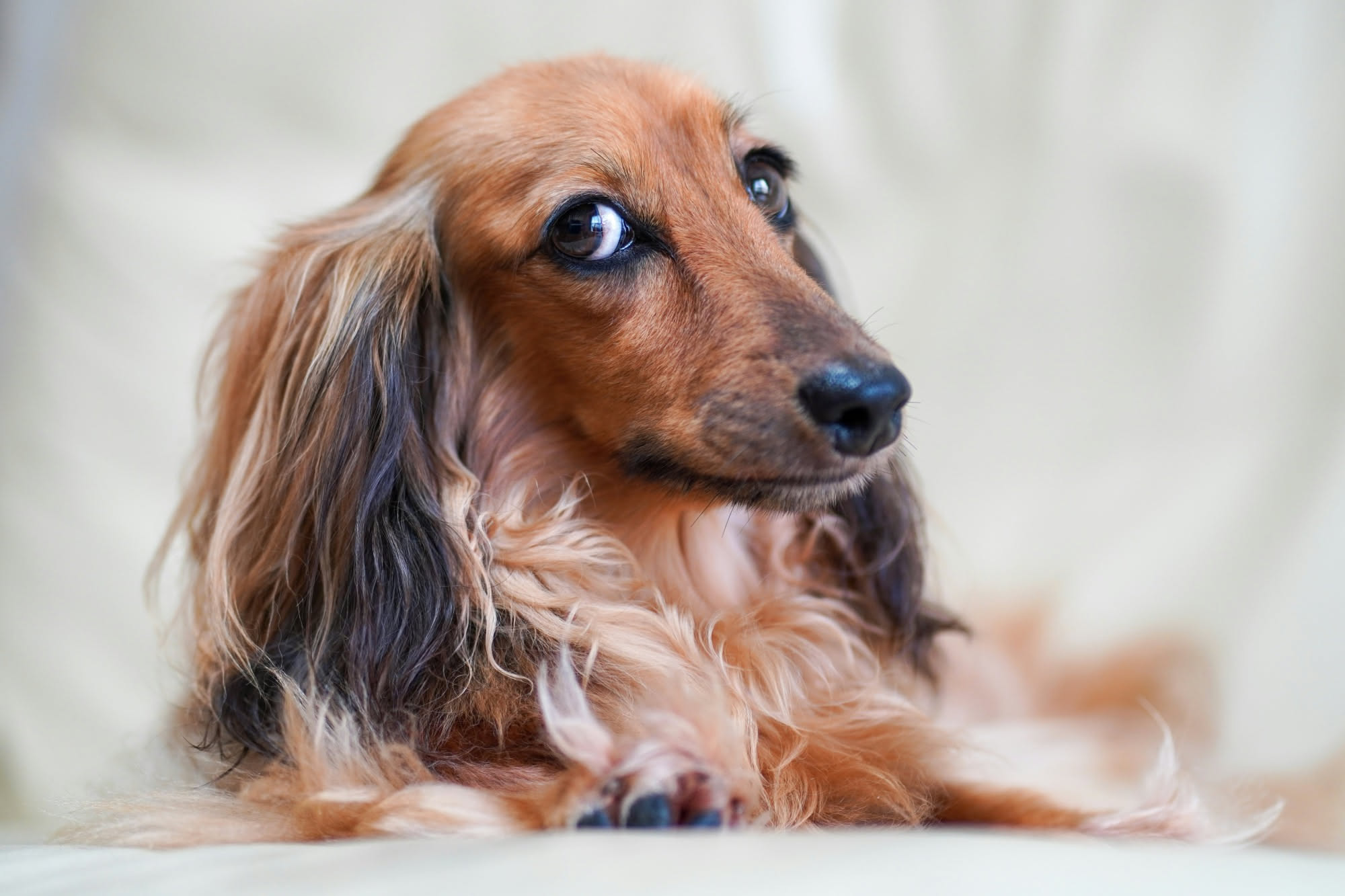 Pettine a denti lunghi pieno di sottopelo chiaro accanto a un cane a doppio strato spazzolato sul balcone