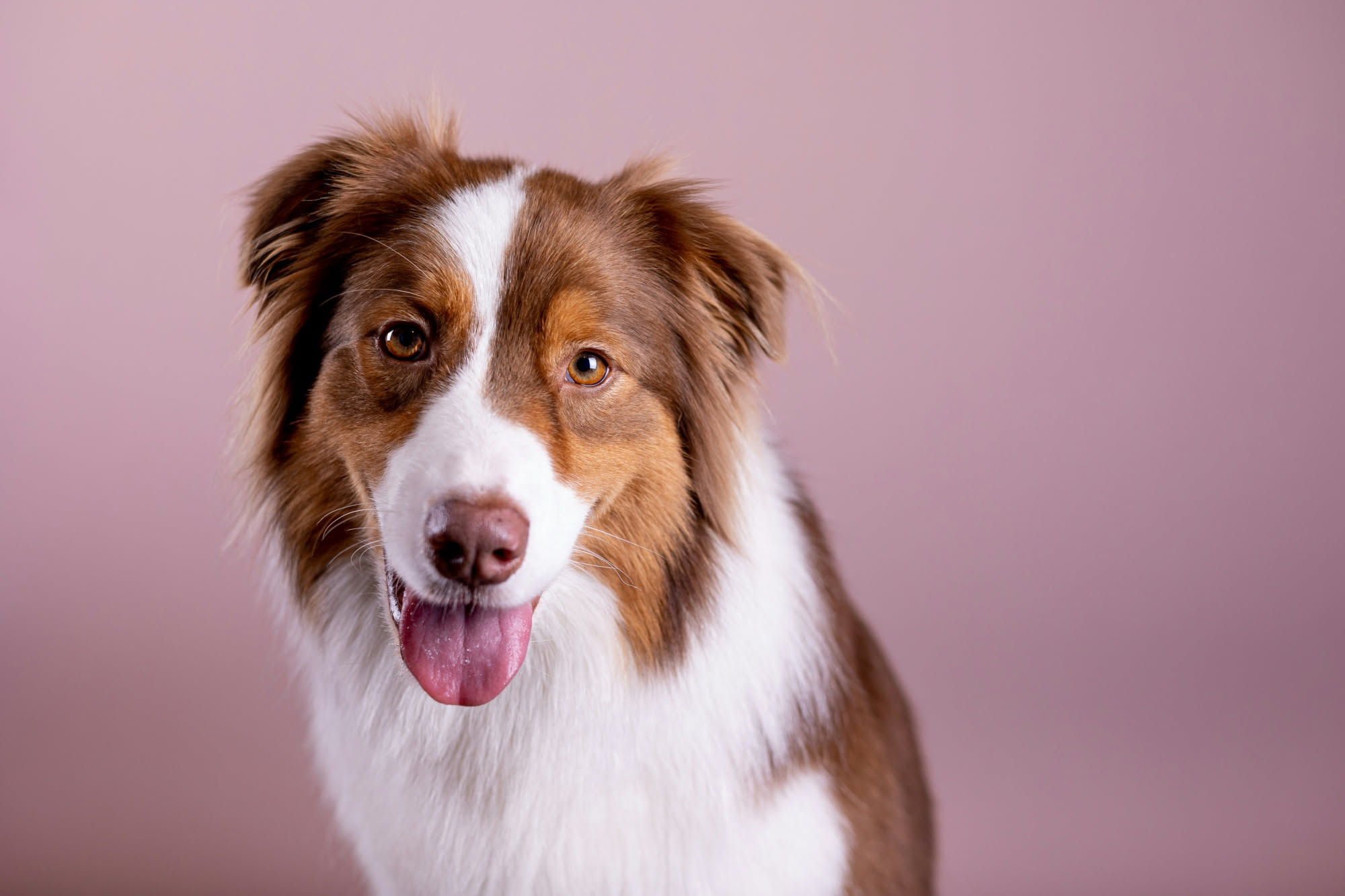 Ciotola di noci e mandorle su un tavolo con un cane che guarda