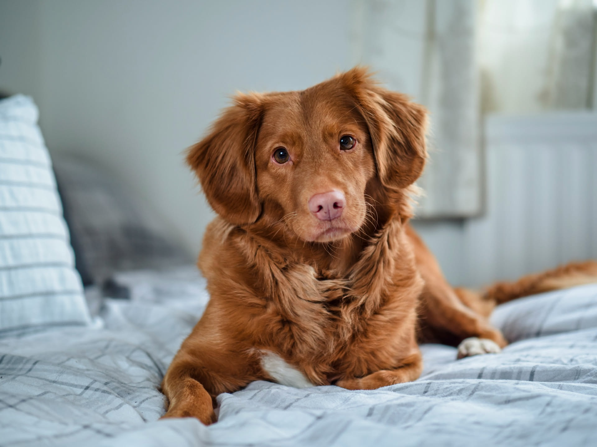 Cane sdraiato sulla sua cuccia in salotto con le finestre aperte