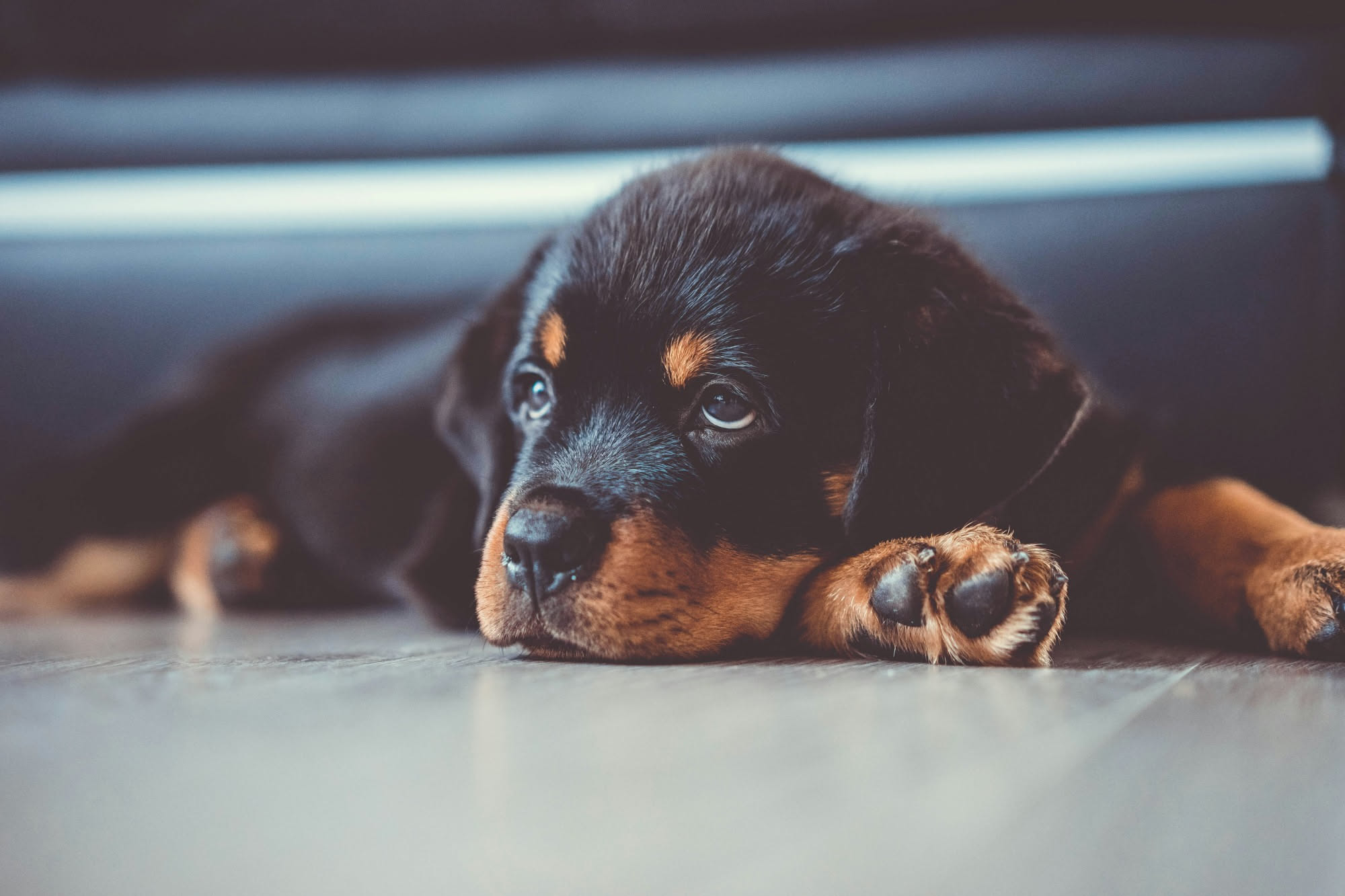 Zampe di un cane su un pavimento in parquet