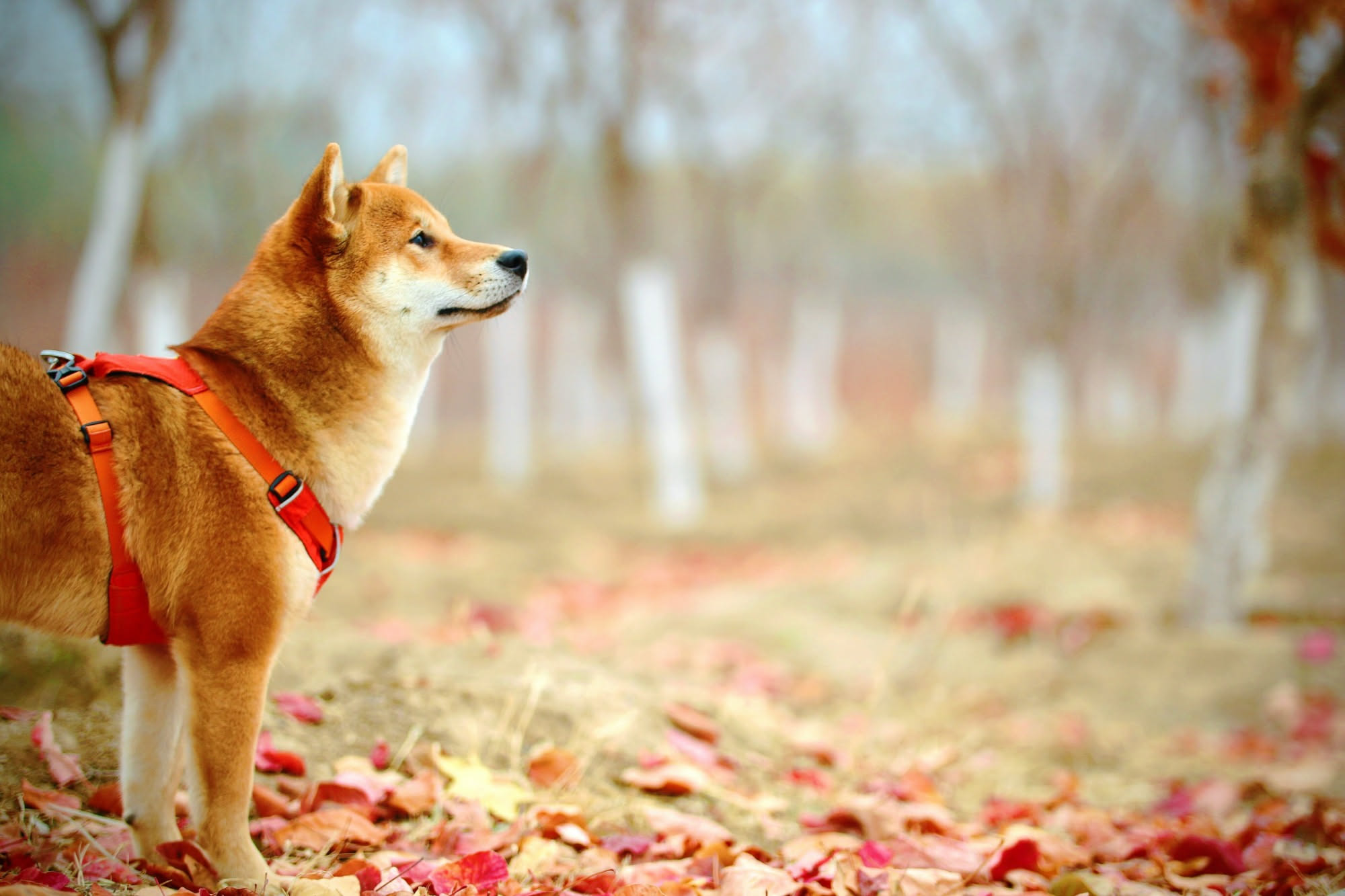 Cane al guinzaglio su un sentiero coperto di foglie gialle con una quercia sullo sfondo