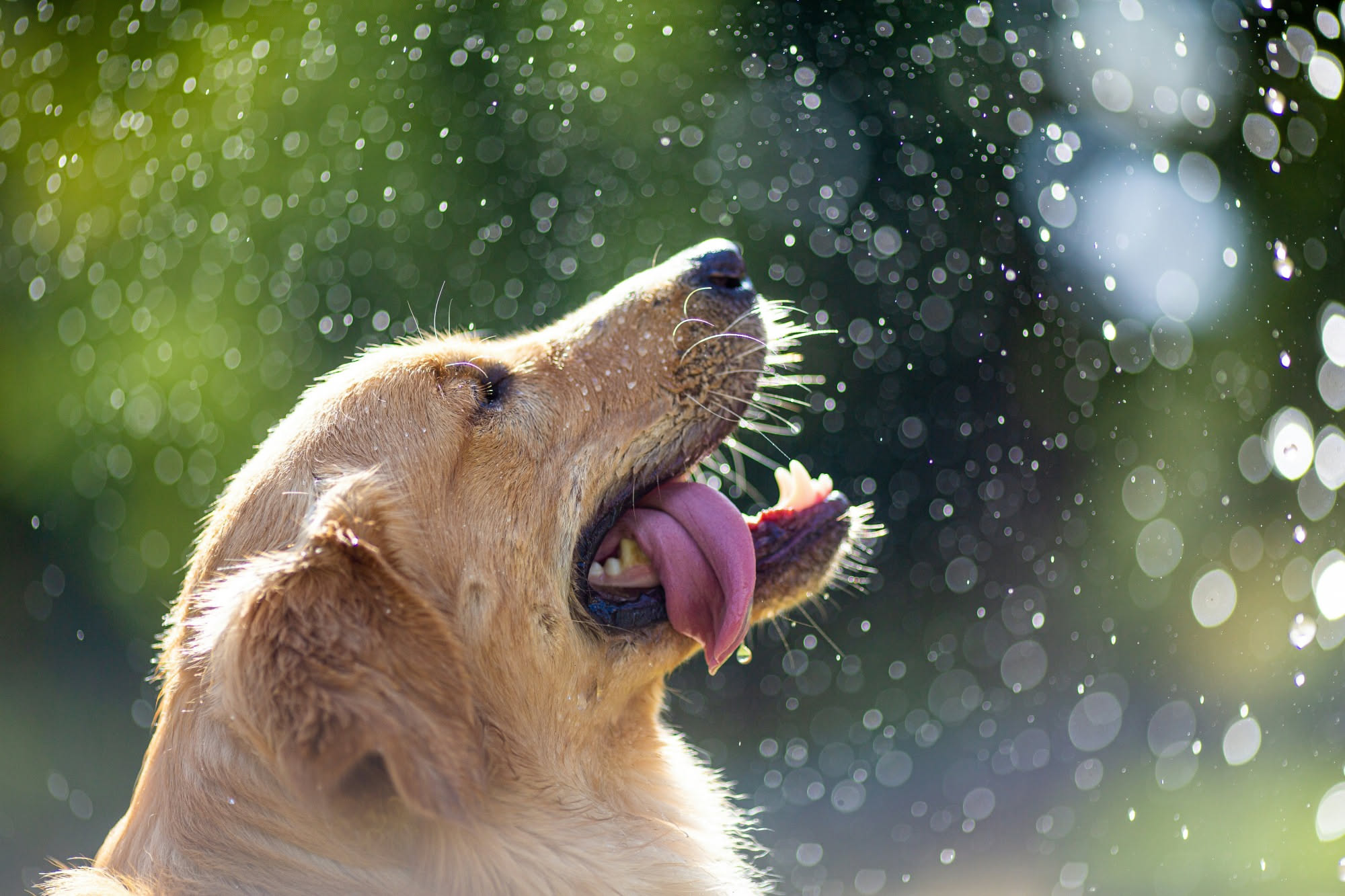 Cane che ansima con la lingua fuori all'ombra in una giornata calda