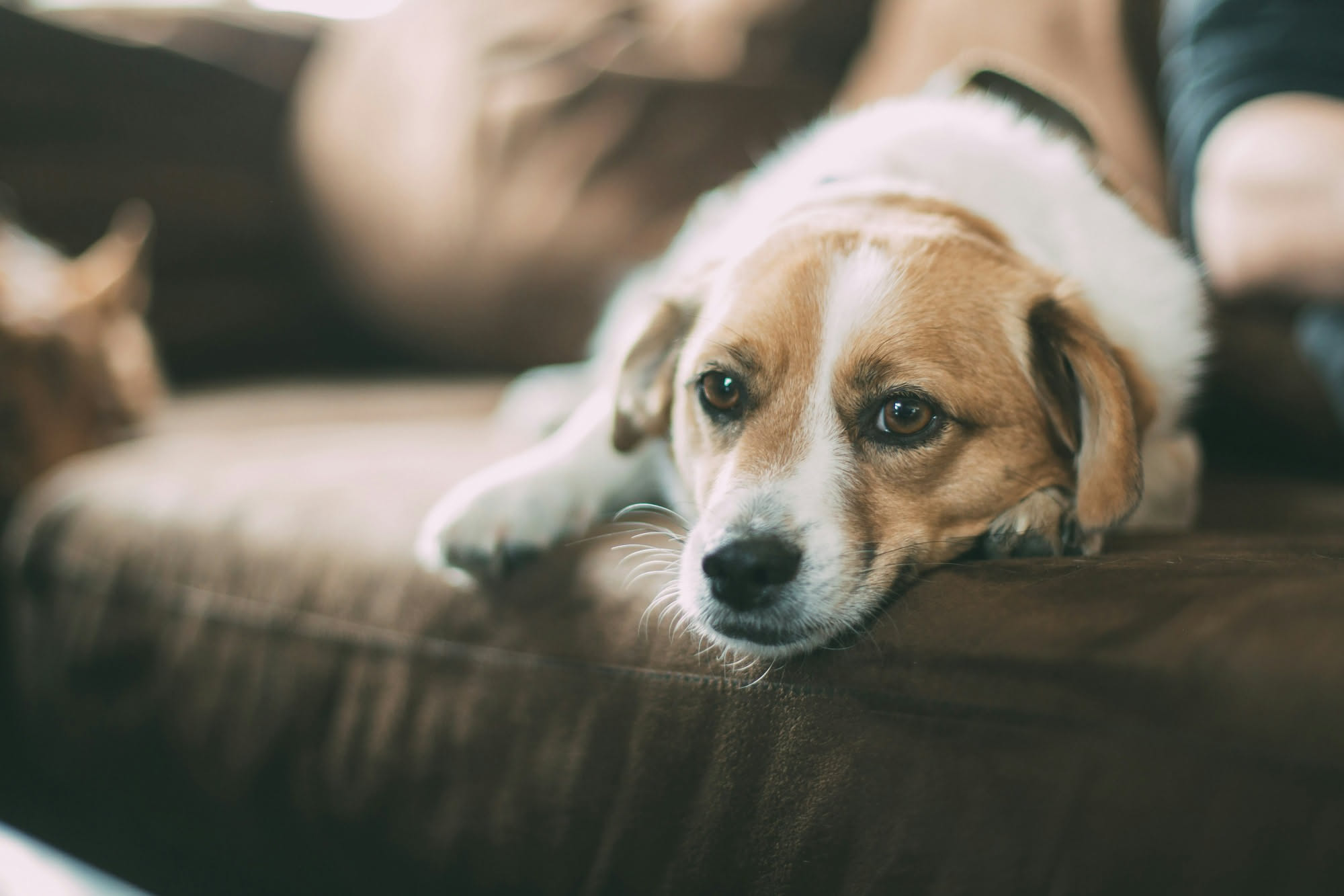 Aspirapolvere passato su un divano accanto alla cuccia di un cane