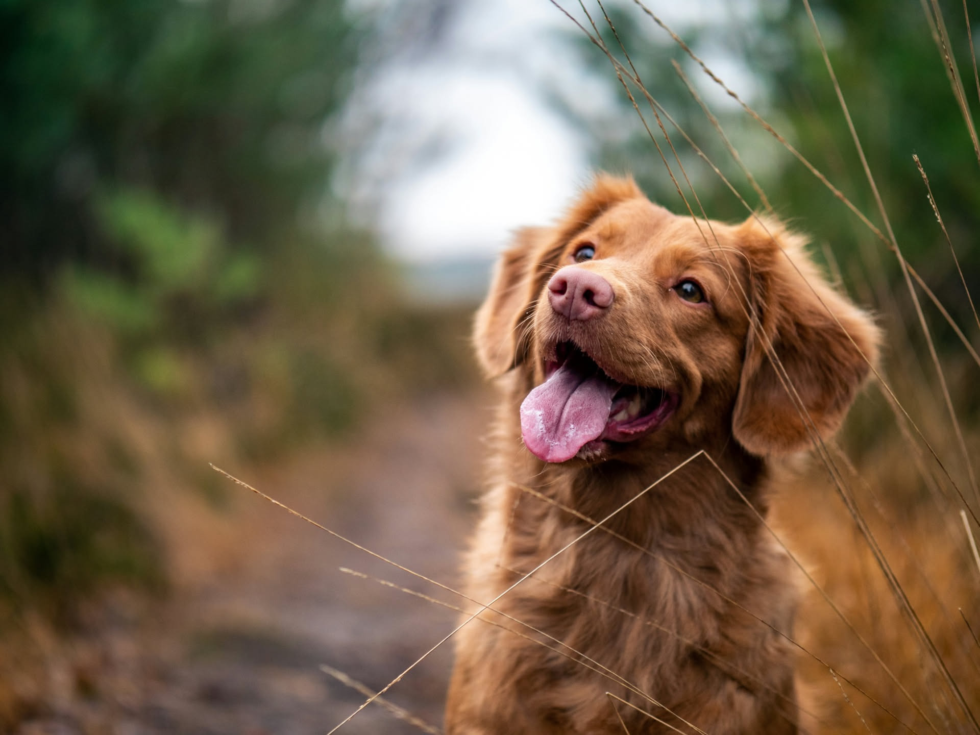 Salute del cane: prevenzione, controlli e segnali da non ignorare