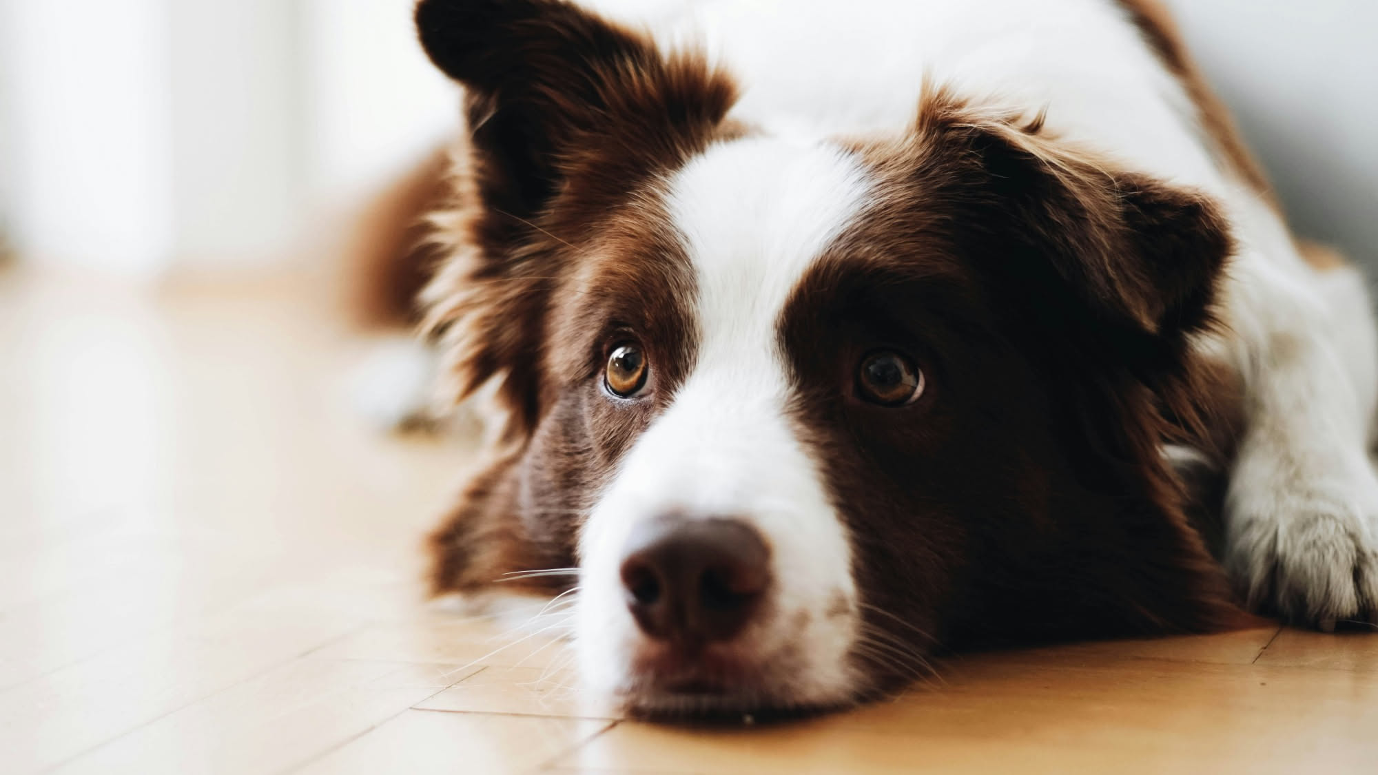 Cane accucciato sotto un tavolo mentre fuori piove