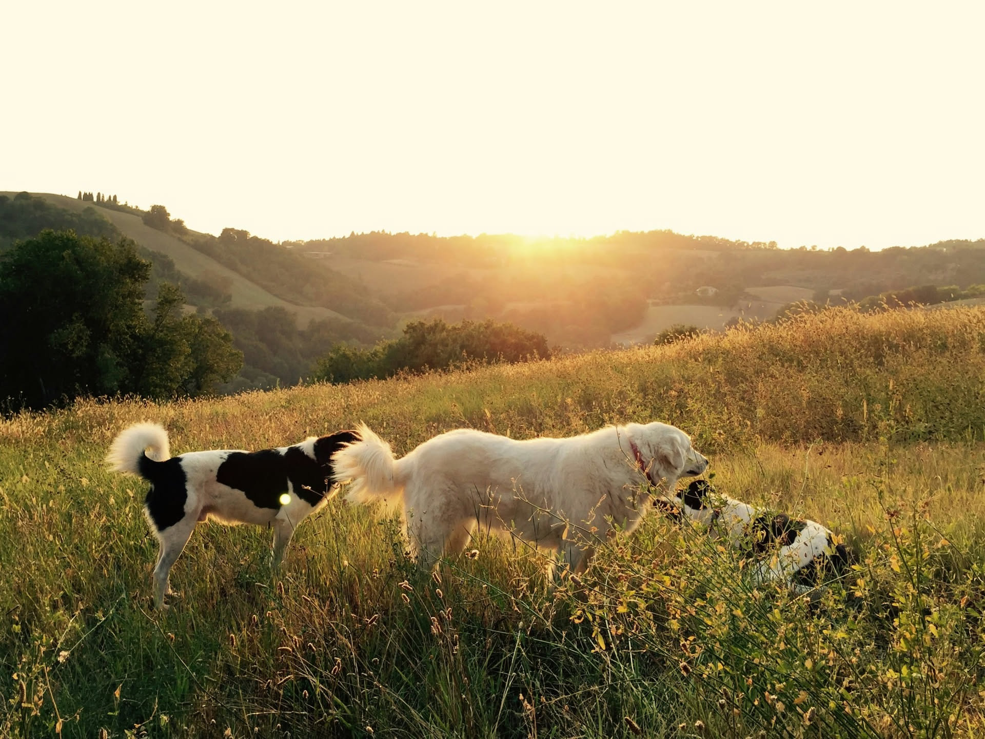 Cane in un vigneto durante la vendemmia accanto a cassette di uva