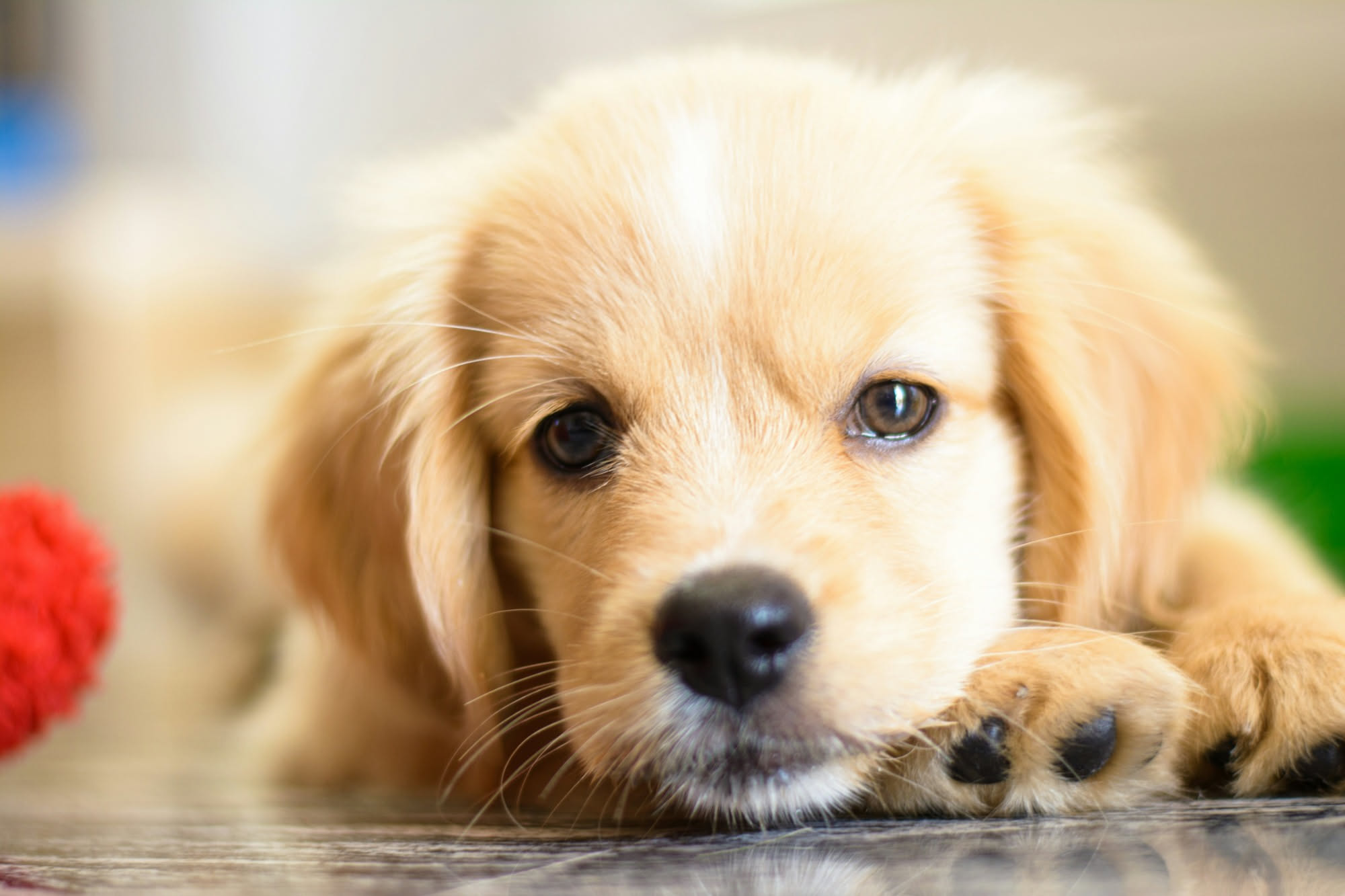 Vaccini del cane: quali sono, quando si fanno e come funziona la prevenzione