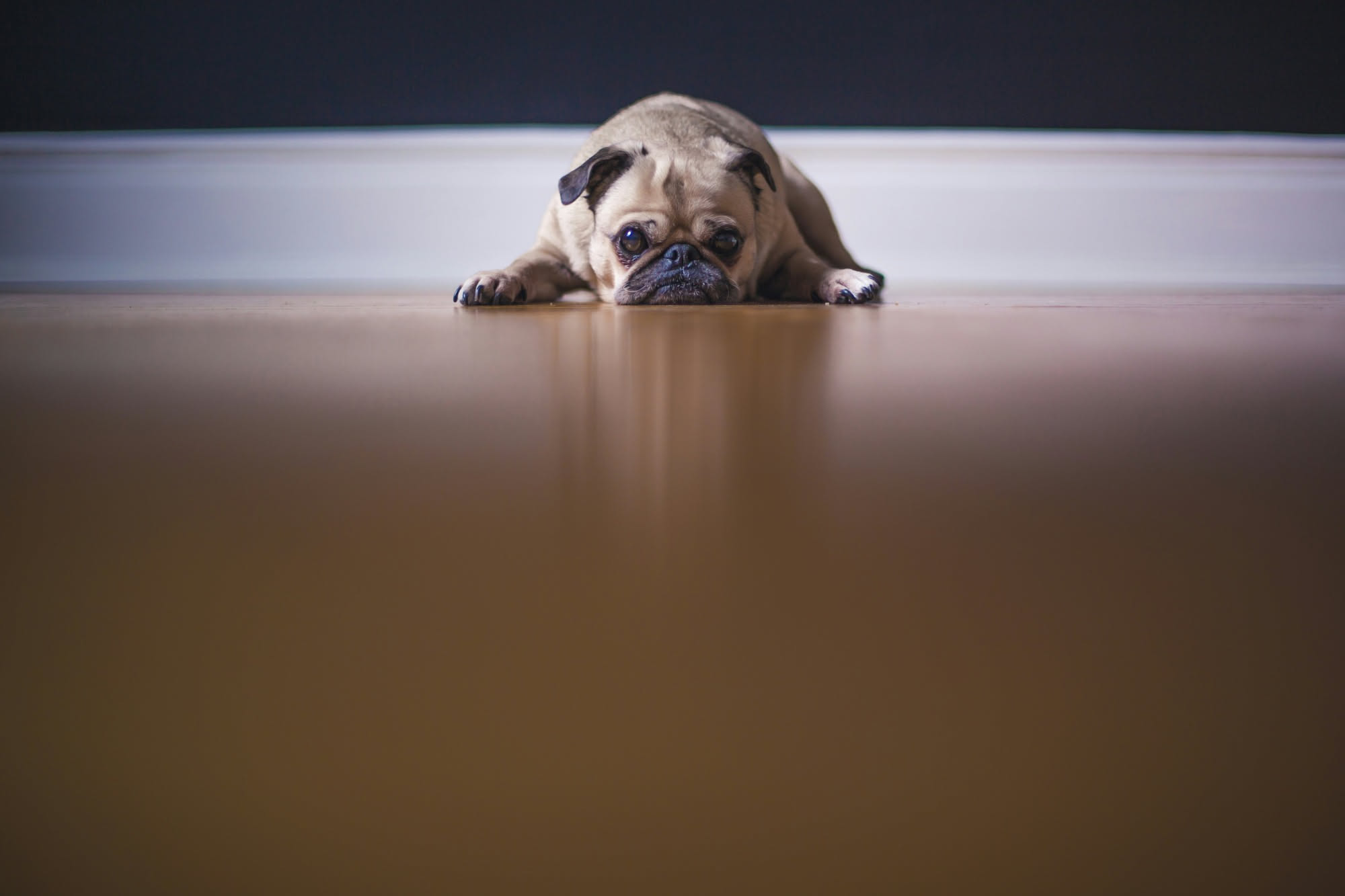 Mani che asciugano le zampe sporche di un cane con un asciugamano sulla porta