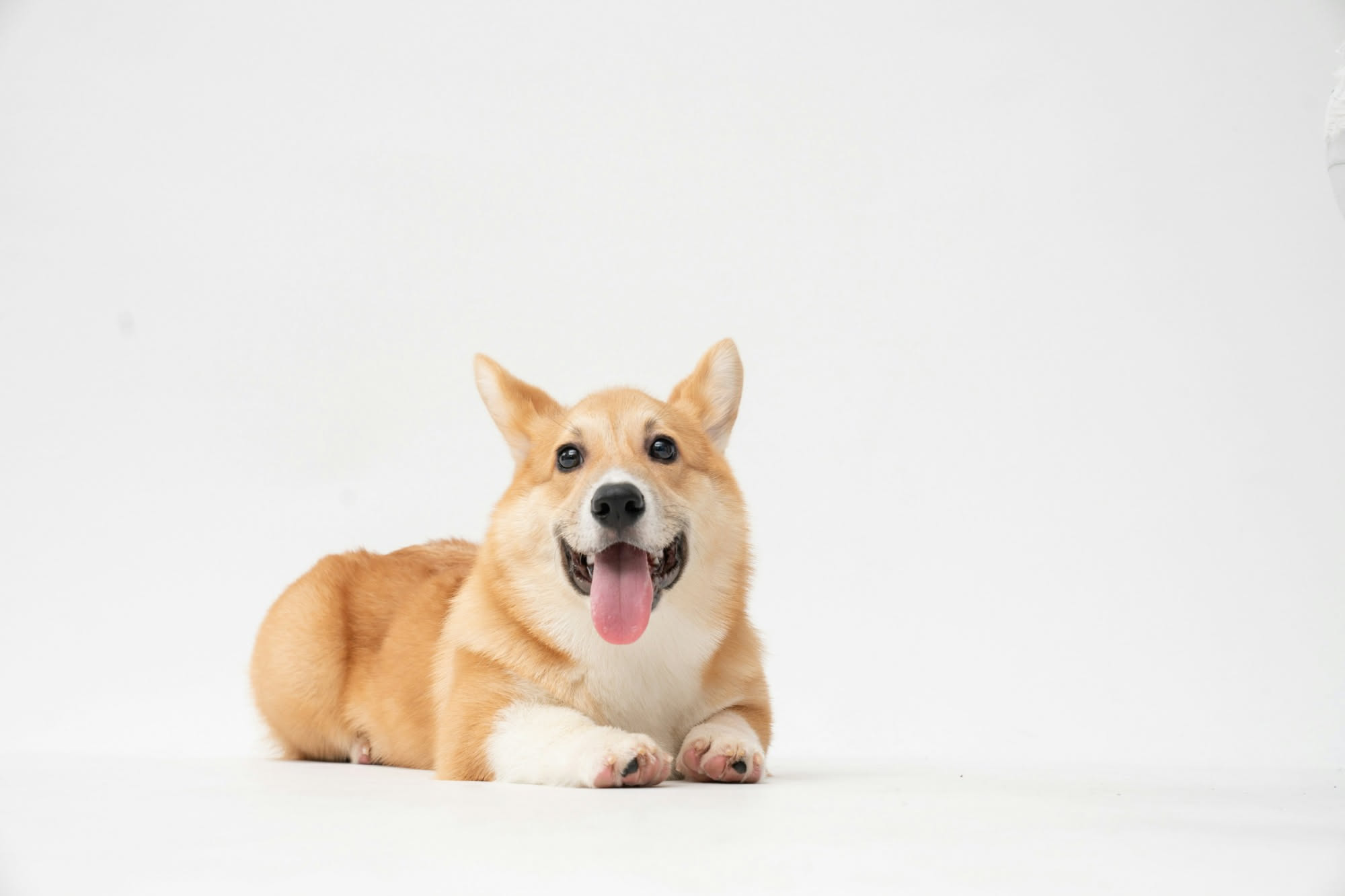 Cucchiaio di polpa di zucca cotta accanto alla ciotola del cane