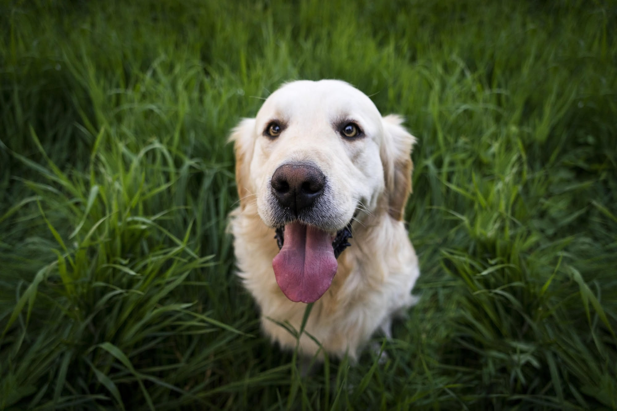 Cane annusa il prato in giardino durante una passeggiata, immagine legata al comportamento della coprofagia nel cane